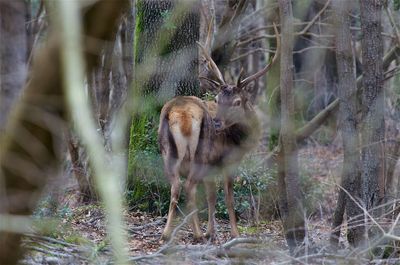 Deer in a forest