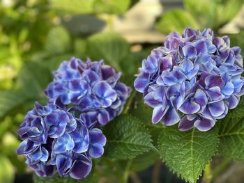 Close-up of purple hydrangea flowers