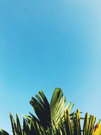 Low angle view of palm trees against clear blue sky