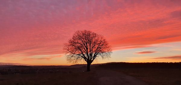 Silhouette tree against sky during sunset