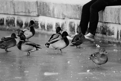 Birds perching on hand