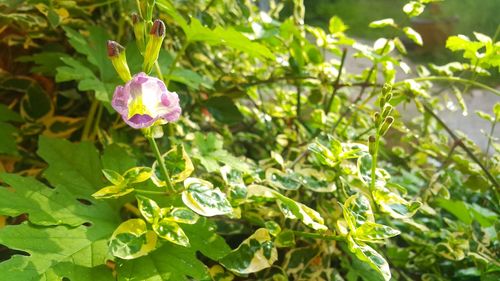 Close-up of purple flowering plant