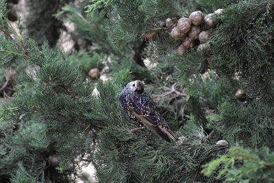 Starling bird perching on a tree