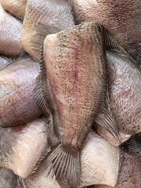 Close-up fresh fish on the market in the morning.