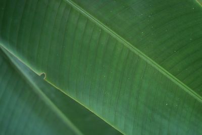 Full frame shot of leaf