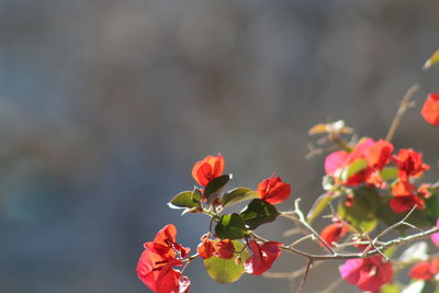 Close-up of fresh flowers blooming outdoors