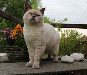 Close-up of cat looking up