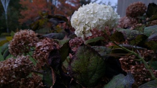 Close-up of plant against blurred background