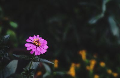 Close-up of pink flowering plant