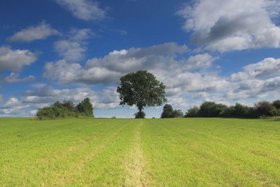 Scenic view of field against sky