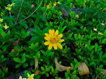 High angle view of yellow flowers blooming outdoors