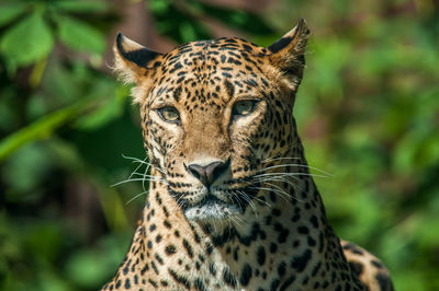 Close-up of a tiger looking away