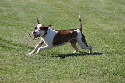 Dog running on grassy field