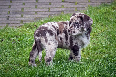 Portrait of a dog on field