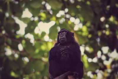 Black cat looking away while sitting on tree