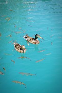 High angle view of duck swimming in lake