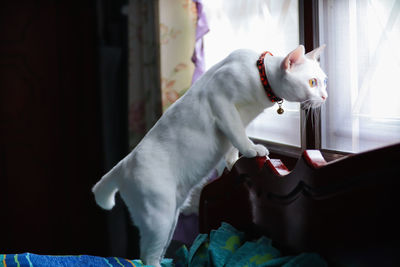 View of a dog looking away at home