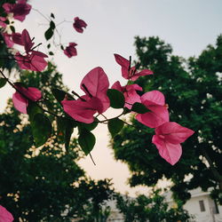 Low angle view of pink flowering tree against sky