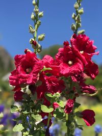 Close-up of red flowers blooming outdoors