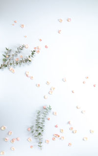 High angle view of christmas decorations over white background