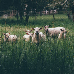 Sheep relaxing on field