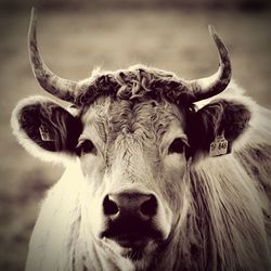 Close-up portrait of cow