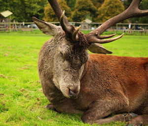 Deer in a field