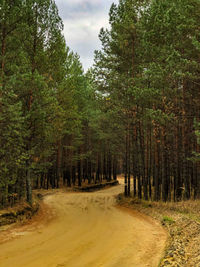 Trees in forest against sky