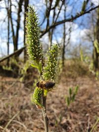 Close-up of plant growing on field