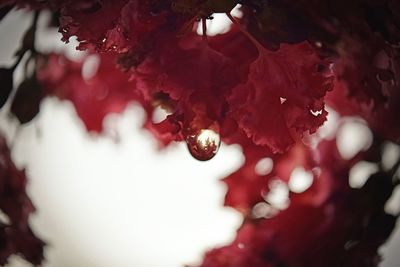 Close-up of water drops on flower