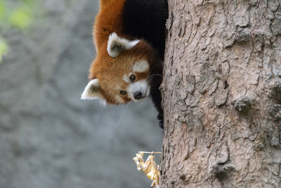 Portrait of a cat on tree trunk