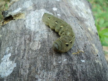 Close-up of a tree trunk