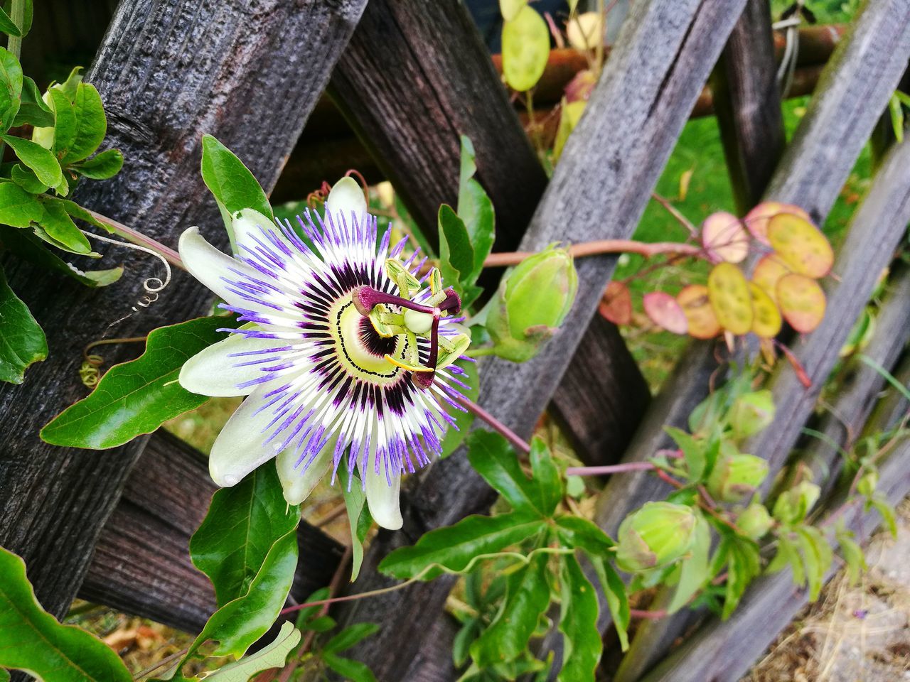 Flower beauty in nature fragility