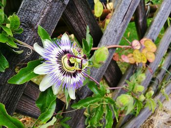 High angle view of passion flower blooming outdoors