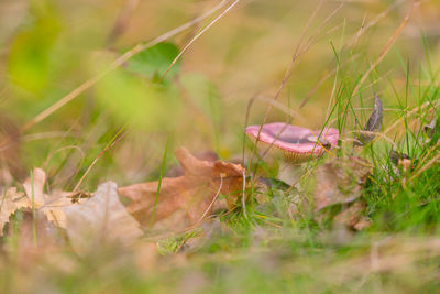 Close-up of dead plants on land