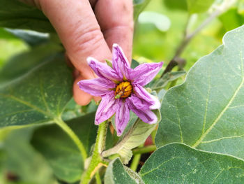 Close-up of purple flower