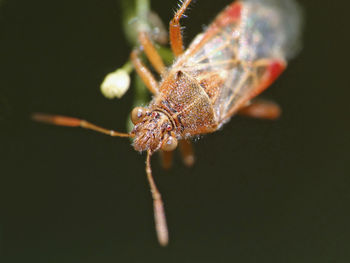 Close-up of insect on flower