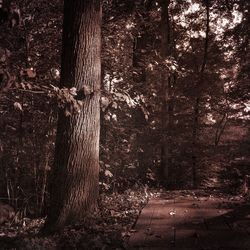 Trees in forest