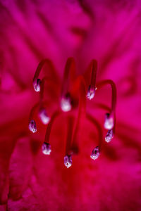 Close-up of water drops on pink flower