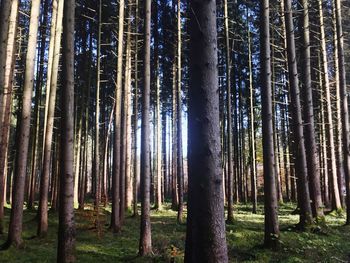 View of bamboo trees in forest