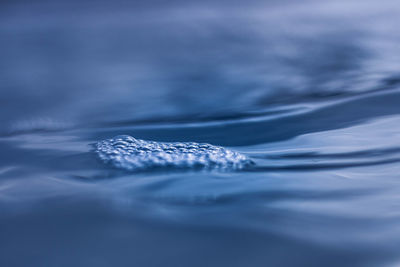 Close-up of jellyfish swimming in sea