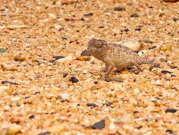 Close-up of a lizard on land