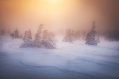 Trees on snow covered landscape against sky during sunset