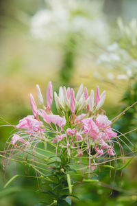 Close-up of pink flowers blooming outdoors