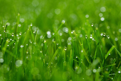 Close-up of wet grass on field