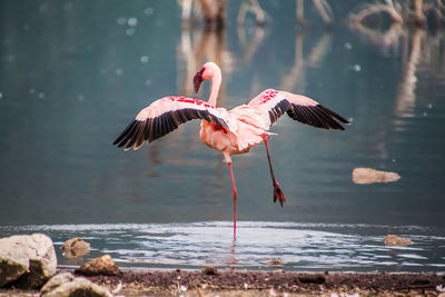 Close-up of birds by lake