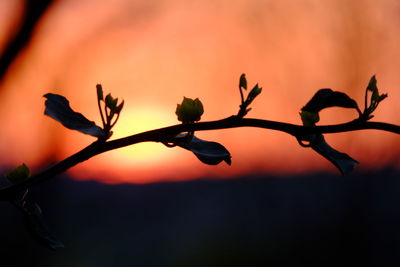 Close-up of silhouette plant against orange sky