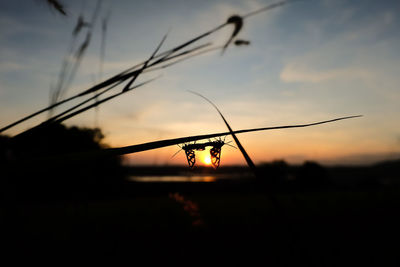 Silhouette of barbed wire against sky during sunset