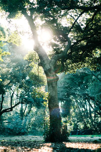 View of trees in water