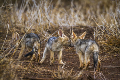 High angle view of jackals playing in forest